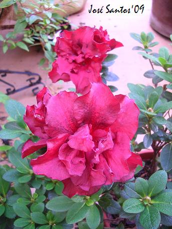 [azalea_red_wine.jpg]