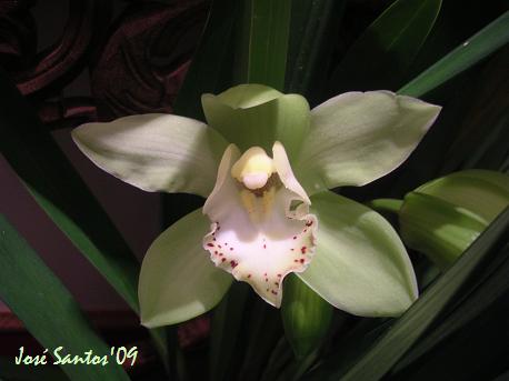 [cymbidium_verde+2009.jpg]