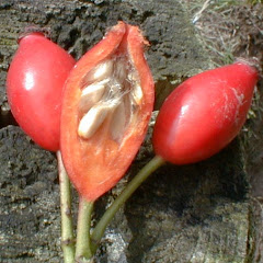 Les cynorrhodons, fruits de l'églantier.