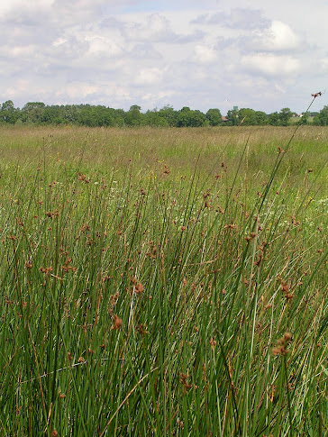 prairie de graminées en pleine pollennisation.Fin mai c'est le mois idéal pour découvrir la flore.