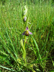 OPHRYS ABEILLE