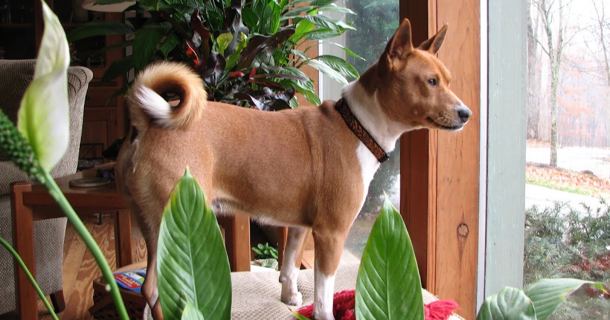 Basenji Rescue and Transport Blog Running with Basenjis