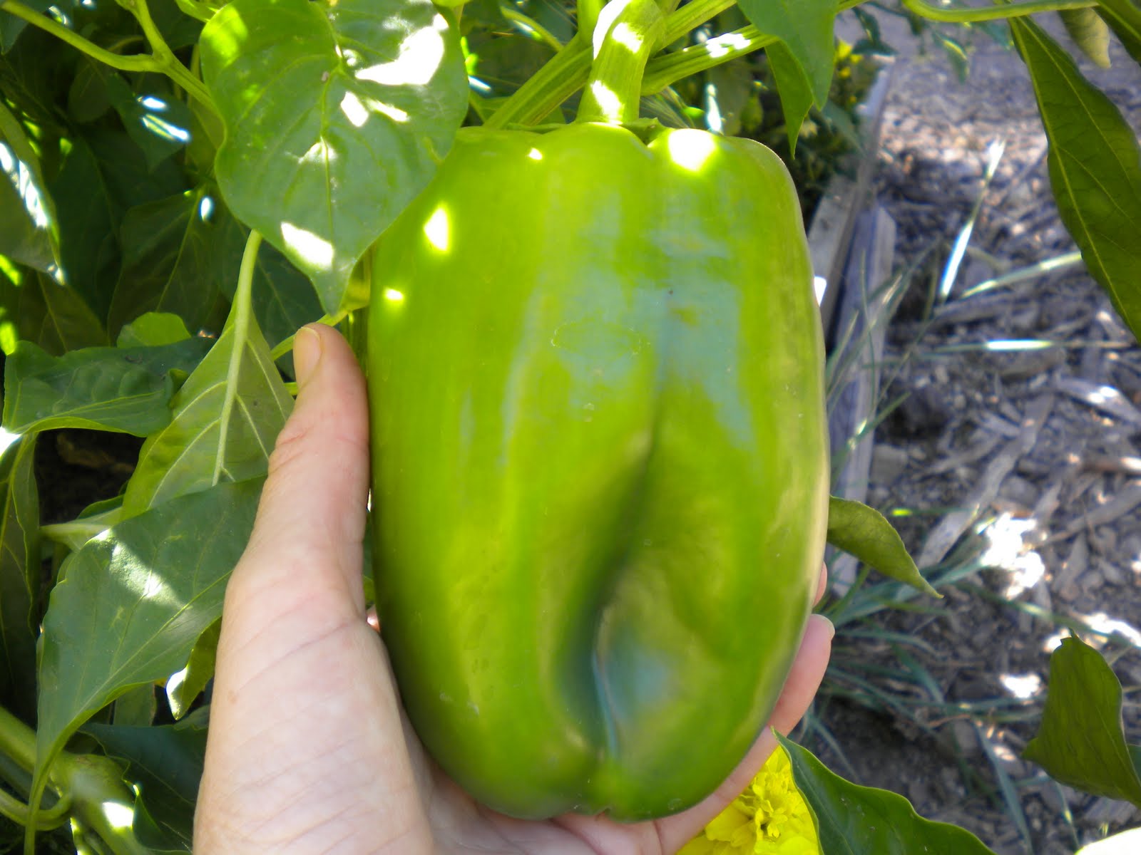 queen of the castle recipes Pickled Peppers
