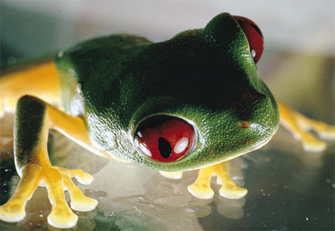 [red-eyed-tree-frog.jpg]