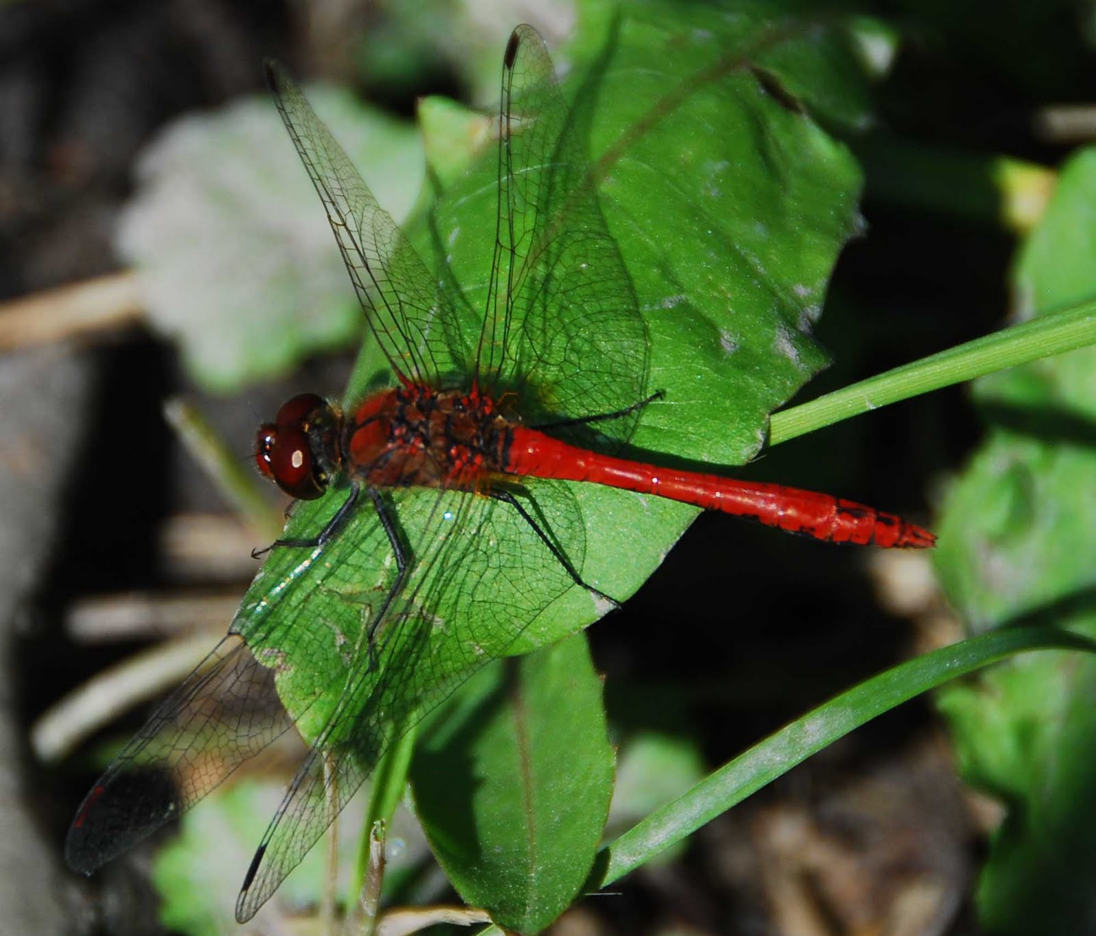 What Dragonflies Eat