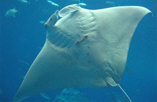 Ikan Pari Manta