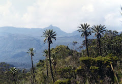 Páramo de Chingaza (Serranía del Dios de la Oscuridad)