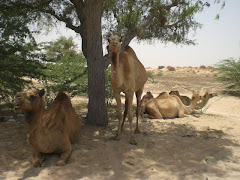 Camels by the road