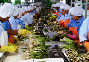 SEDFE: un Sistema Experto para el Diagnóstico Fitosanitario del