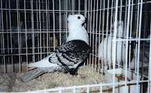 satinette pigeon