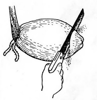 kelapa01.JPG