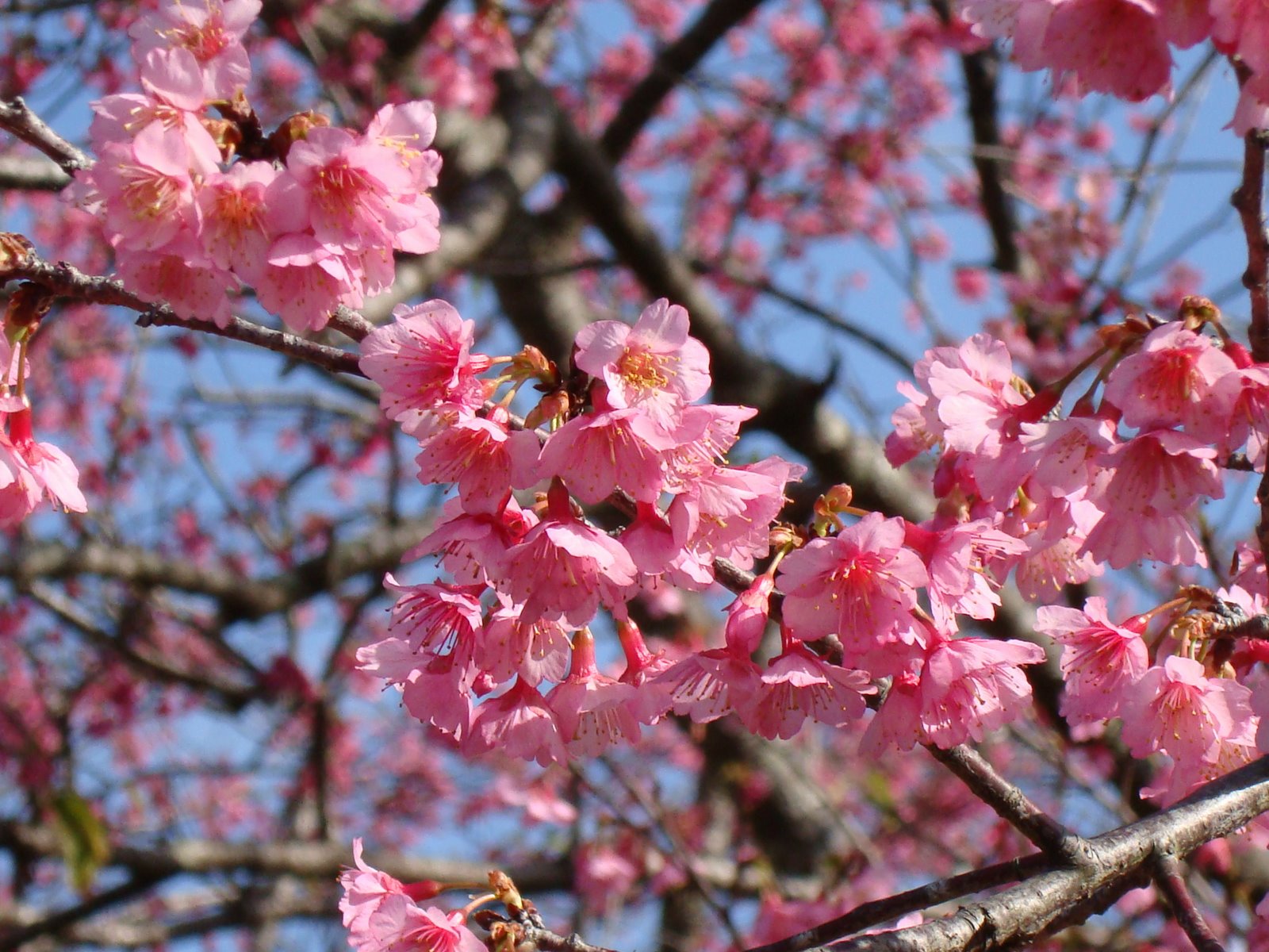 [Cherry+Blossom+7.JPG]