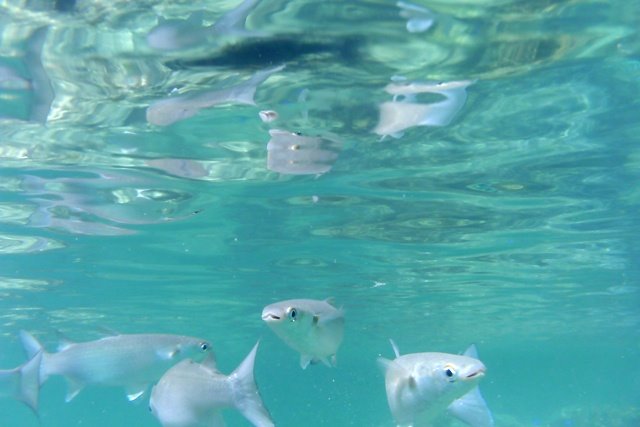 [May+Snorkeling2.JPG]