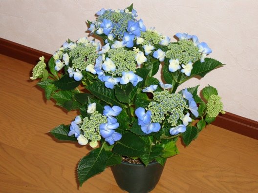 [Hydrangeas.JPG]