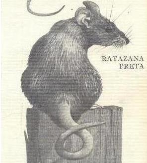 [Ratazana.JPG]