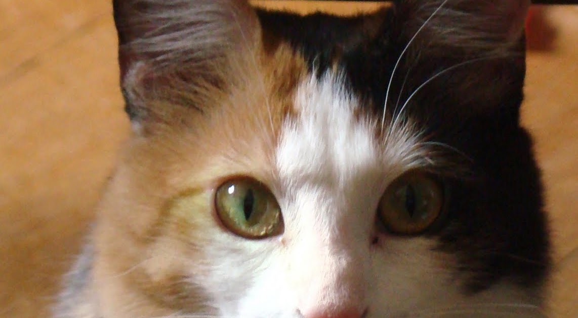 Lobojo's Den Red Dirt Cajun Cat Vivienne