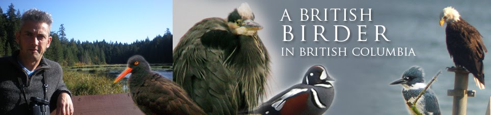 Brit Birder in BC