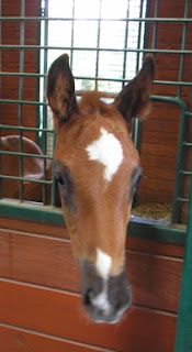 Behind The Bit When Your Young Horse Cribs