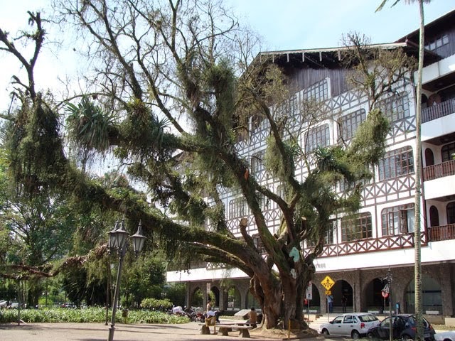 Poda tenta salvar figueira da prefeitura