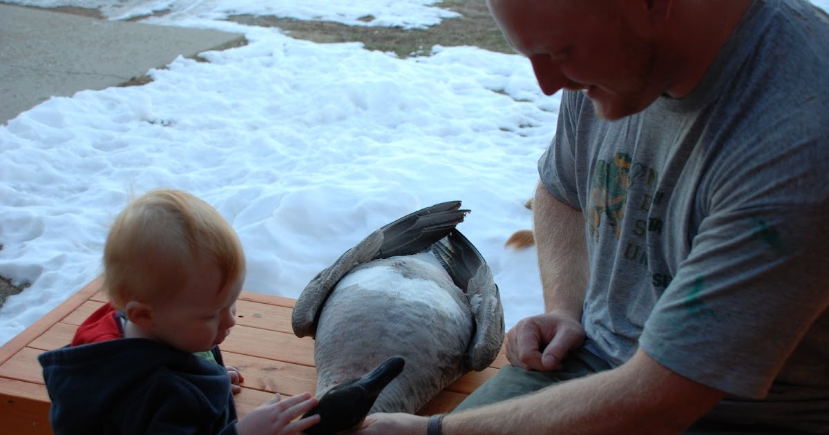 Living the Wild Life Quill Lake Goose! Whatever that is!