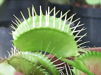 dionaea muscipula carnivoras