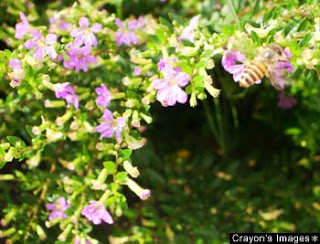 【亞洲國家蜂群大量死亡的罪魁禍首原來不是地球暖化，而是一種蜂群中常見的寄生蟲「東方蜂微粒子蟲(nosema ceranae)」引起。（路透社新聞）】