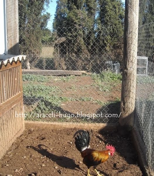 Comiditas y mil inventos El Gallo Ingles