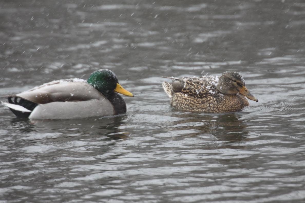 Michigan Exposures Ducks in the Winter