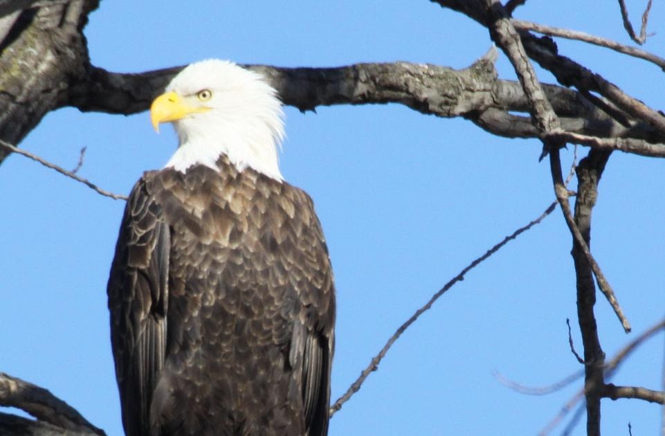 Michigan Exposures More Pictures of the Eagles....