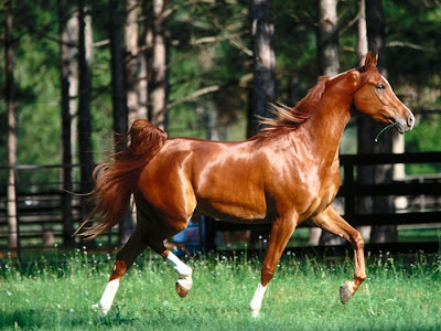 Galeria com 35 belas e diferentes raças de cavalos