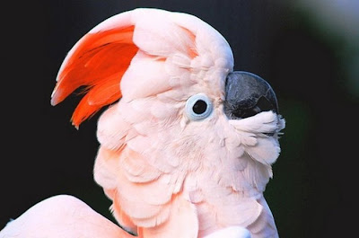 زیبا ترین گونه های طوطی در جهان