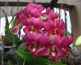 BORNEO FLORA