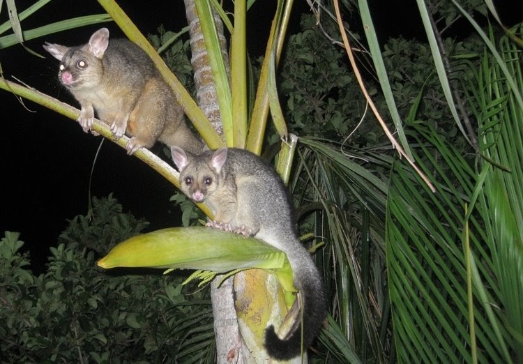 KINABALU POSSUMS AND FLOWERS IN THE GARDEN