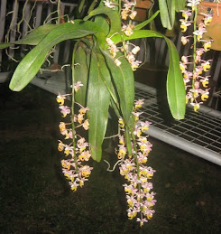 BORNEO FLORA