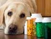 dog with medicine bottles