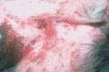 dog skin with allergy rash