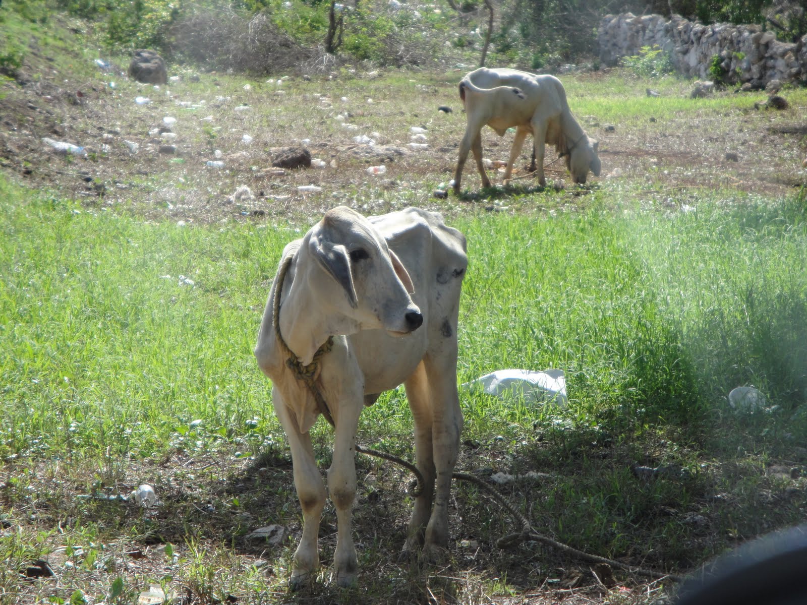 dos-vacas.jpg (1600&times;1200)