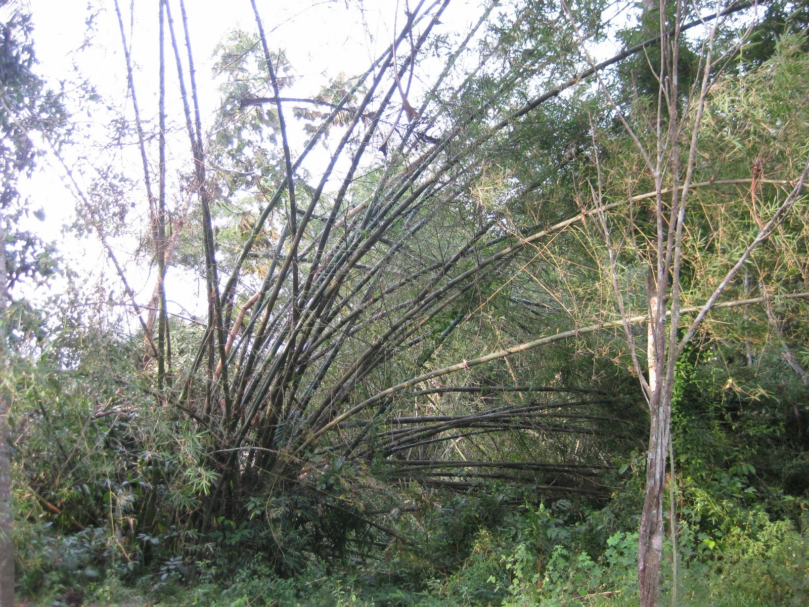 puting beliung @ kampung - ♥ Persona Fiza