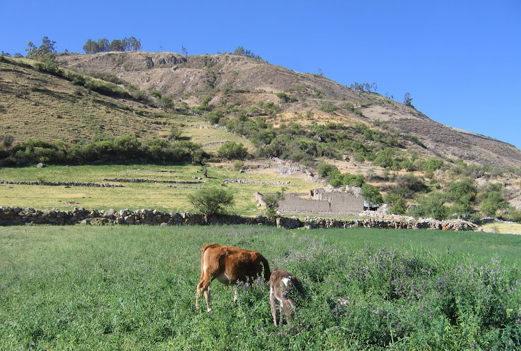 ganado vacuno