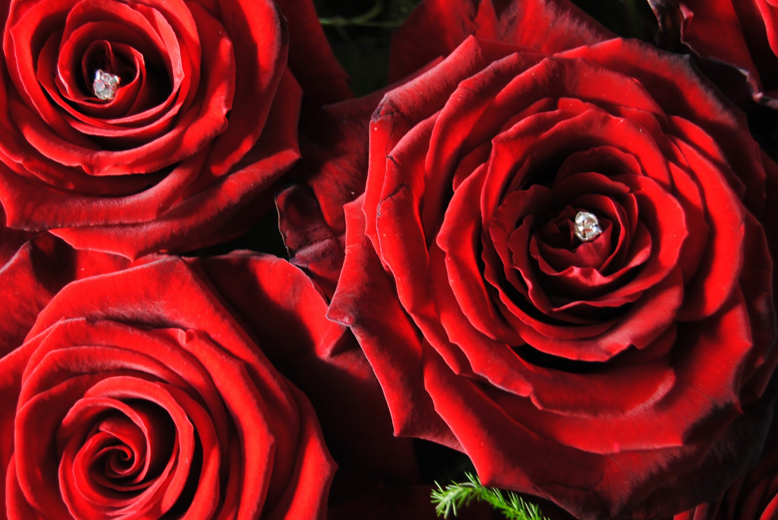 Red+naomi+roses