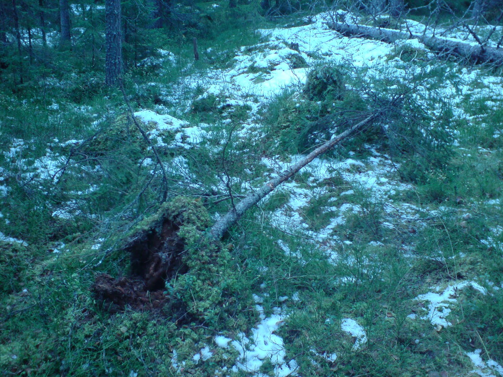 [omkullfejadgran.JPG]