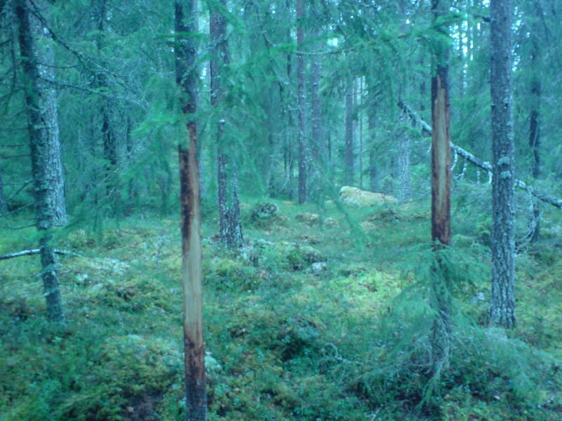 [image-upload-30-744673.jpg]