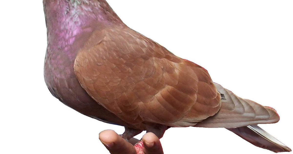 MERPATI BALAP DUNIA FAUNA MERPATI BALAP DUNIA FAUNA