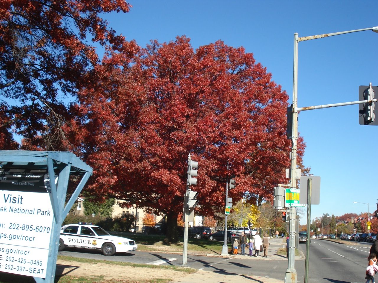 Washington DC Trees The Scarlet Oak...in all her glory