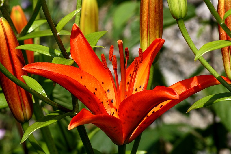 Histoire de la fleur de lys ,\u003e http//www.psbenlyonnais.fr/archives/histoire,de,la,fleur,de,lys/
