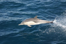 Common Dolphin (Delphinus capensis)