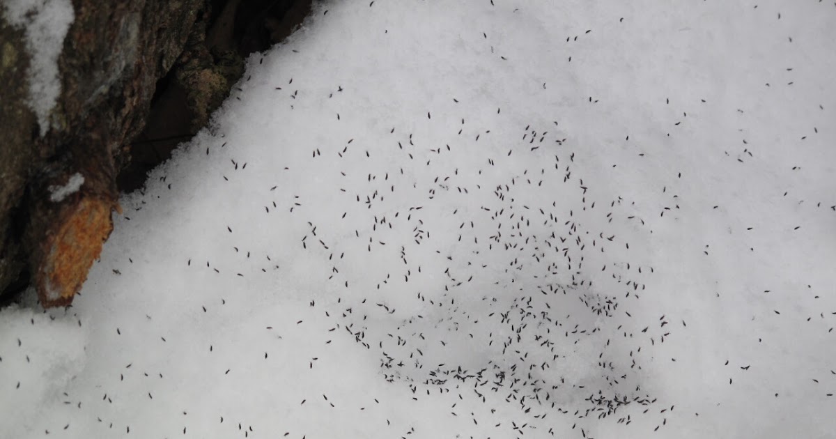 The Joyce Road Neighborhood Snow Fleas