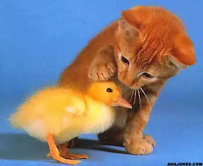 animal+kindness.jpg