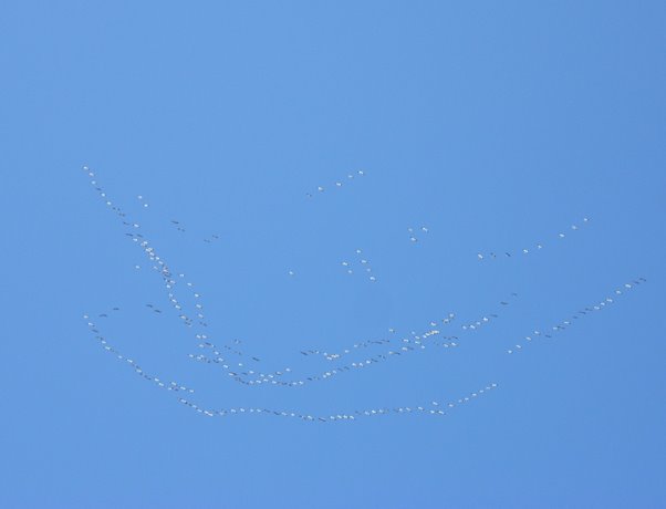 [snow+geese+0308.jpg]