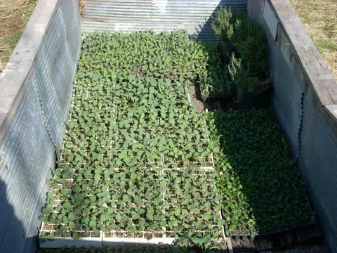 [cold+frame+0408.JPG]